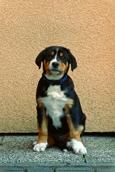 Velký švýcarský salašnický pes štěňata - 2