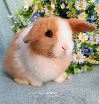 Zakrslý baranček s VP samček žltý s bielou HK - 2