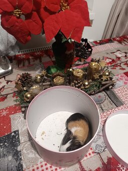 Morske prasiatko - 2