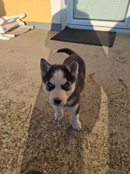 Sibírsky Husky - 2