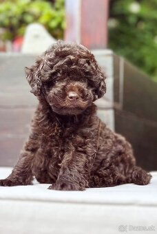 Pudel pudlik chocolate - 2