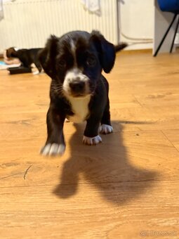 DARUJEM ŠTENIATKA - 2