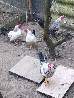 Kohúty- liliputky - 2