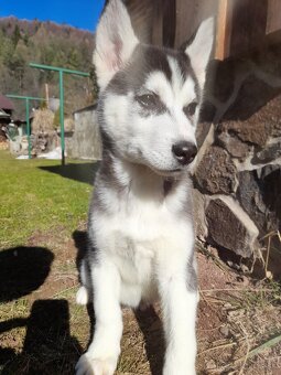 Husky - 2
