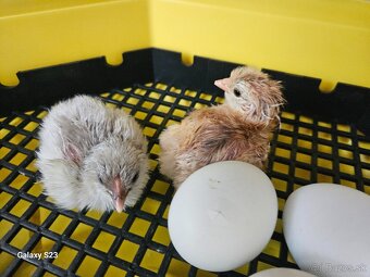 Predám nasadové vajíčka araucana - 2