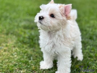 Yorksirsky terier - 2