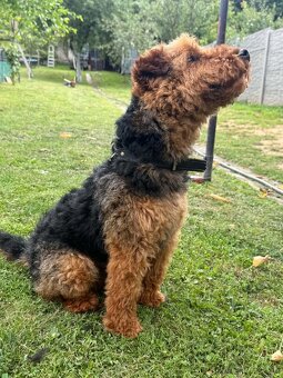 Welsh terrier na predaj - 2