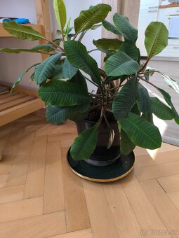 Rastlina Euphorbia - 2