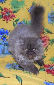 Perzská mačka - 2