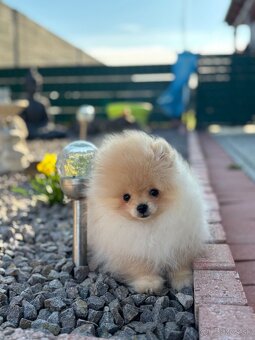 Pomeranian - 2