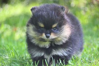 POMERANIAN - 2