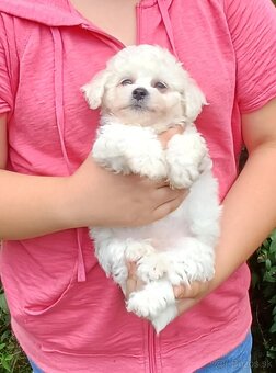 Bichon frise - bišonik - 2