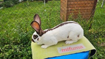 Nemecky obrovity strakac havana samica - 2