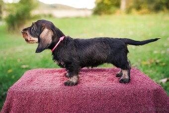 Jazvečik štandard hrubosrstý - 2