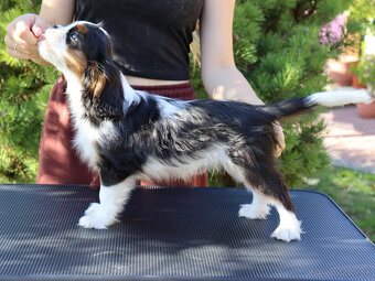 Cavalier King Charles Spaniel s PP - 2