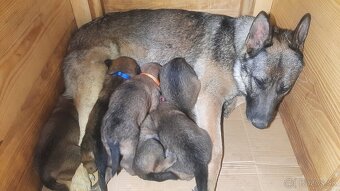 šteniatka kríženec nemecko-belgický ovčiak (cross) - 2