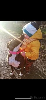 Americký stafordsirsky terier, Stafford, amstaf - 2