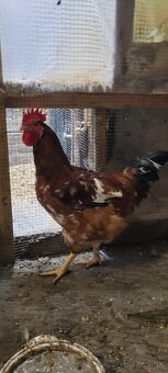 Predám kohúta Kalimero - 2