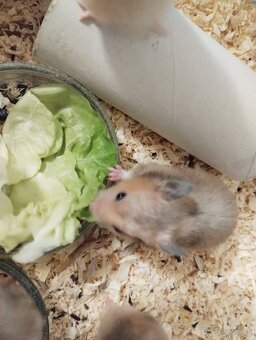 Škrečok sýrsky - 2