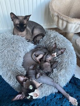 Kanadský sphynx - 2