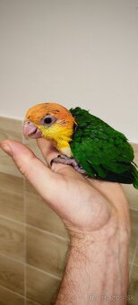 Amazonik bielobruchy - 2