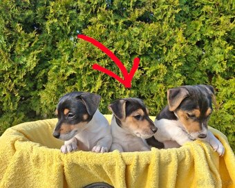 Jack Russell Teriér - 2