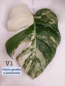 Monstera odrezky - 2