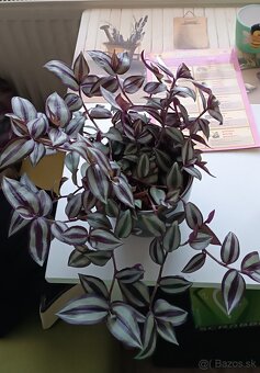 Zebrina previsnutá - 2
