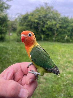 AGAPORNIS FISHER Maznačik-krotký - 2