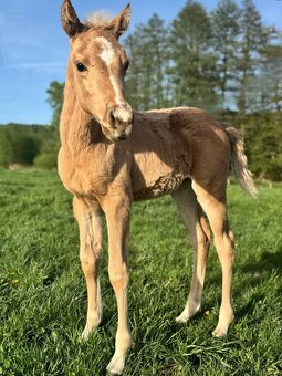 Palomino klisna American Quarter Horse, LTE rodiče i sestra - 2