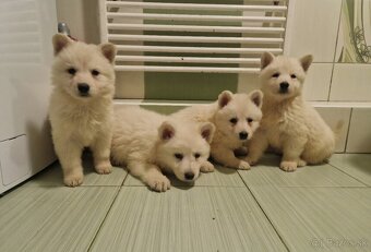 Biely švajčiarsky ovčiak s PP - 2