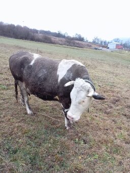 Predám krava 6 roční volajte - 2