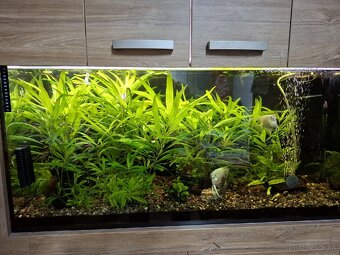 RASTLINY Z PRESTRIHU - 2