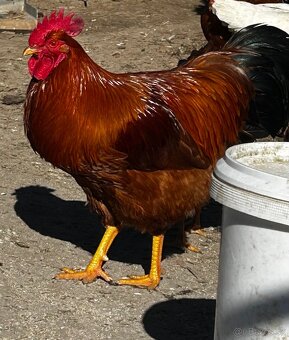 Ponúkam na predaj kohútov - 2