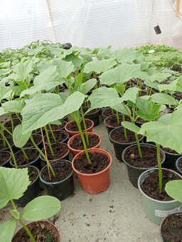 Planty na predaj - 2