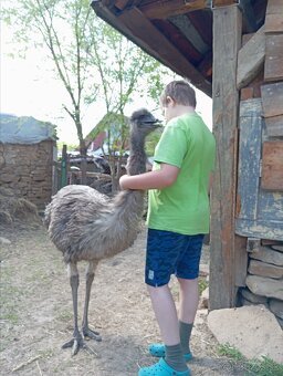 Emu hnedý - 2