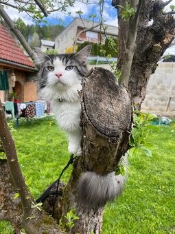 Kocúr Maine coon x nórska lesná mačka - 2