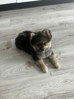 Pomeranian - 2