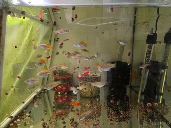 Mečúň mexický (Xiphophorus Hellerii) - 2