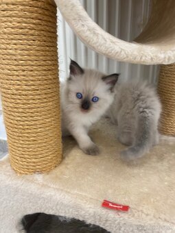 Ragdoll mačiatka predaj - 2