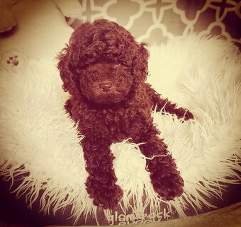 Pudel pudlik Toy chocolate - 2