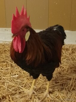 Kohút vlaška jarabičia - 2