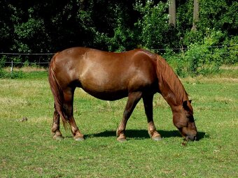 13 ročná kobyla Norik Muránsky a 2,5 ročný žrebec - 2