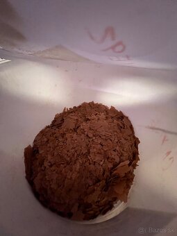 Tropical astacolor - 2