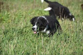 Border kólia s PP - 2