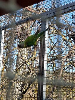 Alexander cervenohlavy lutino - 2