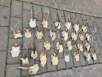 Trofej trofeje paroh parohy parozie zhody - 2