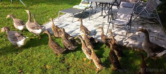 Indický bežec chovny par - 2