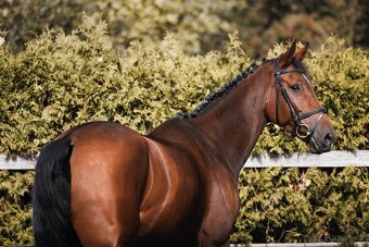 6letá klisna do sportu - 2