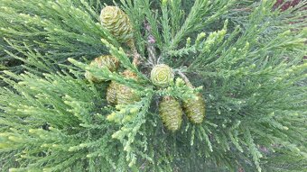 Sekvojovec mamutí - Sequoiadendron giganteum - 2